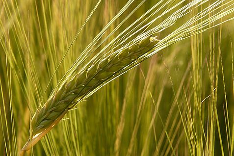 Gerstenähre im Feld. ©Braxmeier/Pixabay