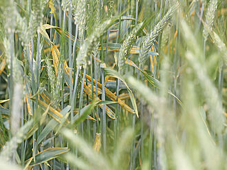 Unterdrückt das PSM den Schaderreger ausreichend? Im Bild: Gelbrost an Triticale.