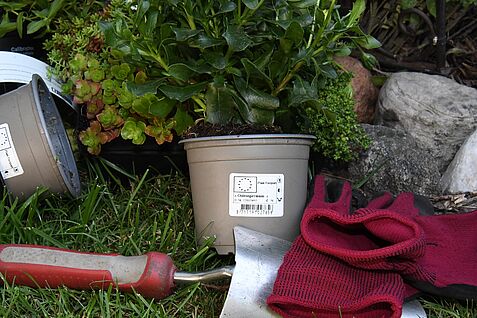 Symbolfoto EU-Pflanzenpassaufkleber auf Blumentopf