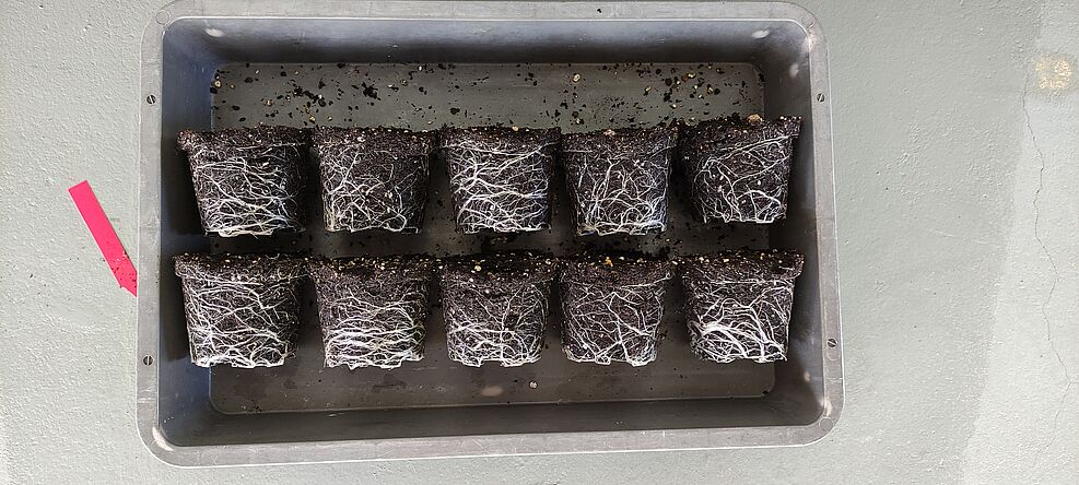 
	Versuch Wurzeln von Petunie in torfreduziertem Substrat. © M.-F. Ohmes/JKI
