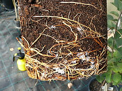 Blutläuse an Wurzeln.