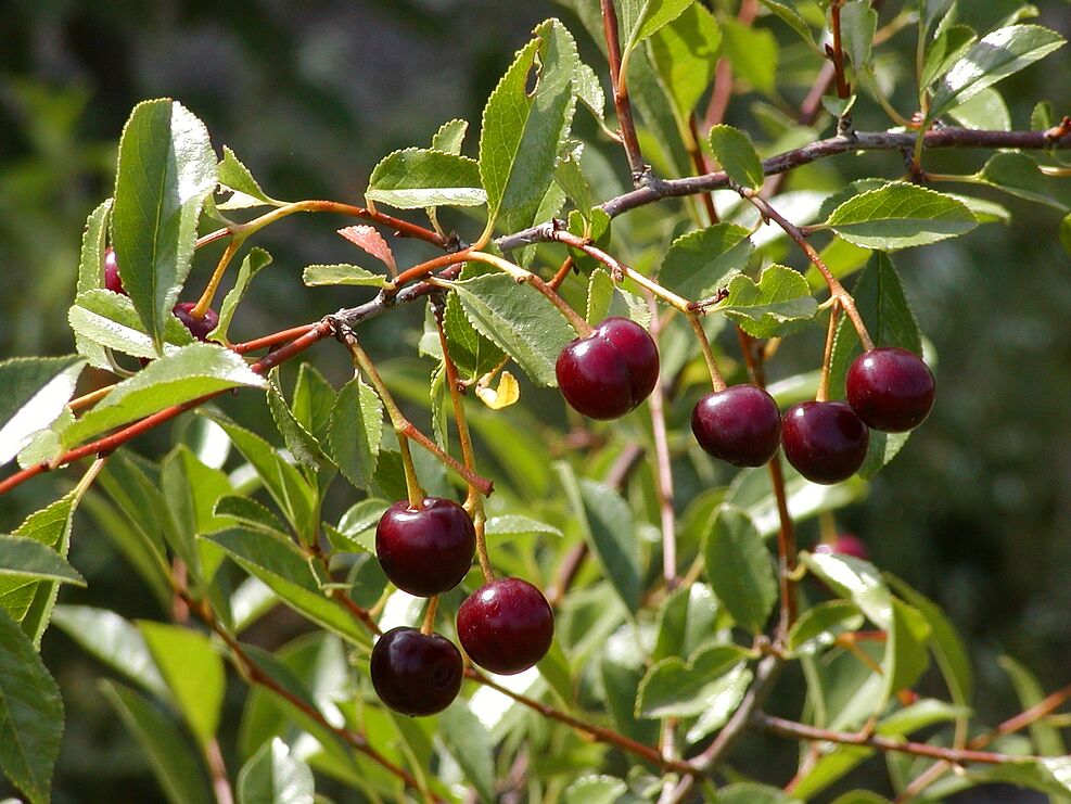 
	Früchte der Steppenkirsche P. fruticosa. ©Wöhner/JKI
