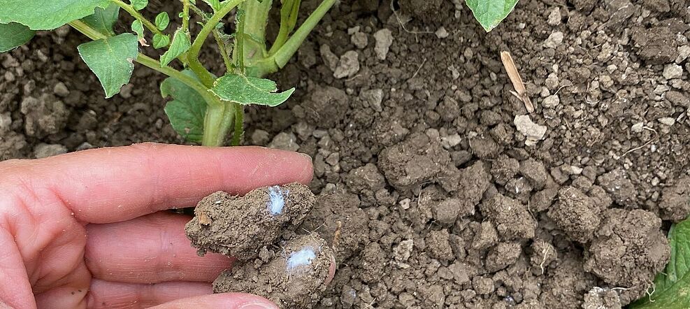 
	Die Schilfglasflügelzikade vollzieht seinen kompletten Lebenszyklus an der Kartoffel, hier die im Wurzelbereich abgelegten Ei-Gelege der Zikade. © E. Therhaag/JKI
