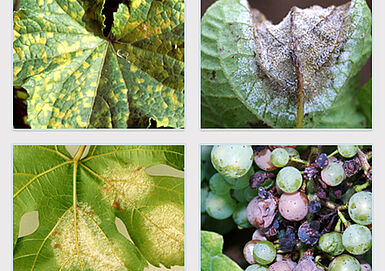 Verschiedene Pilzkrankheiten werden besonders in den Sonderkulturen im ökologischen Landbau mit Kupfer behandelt