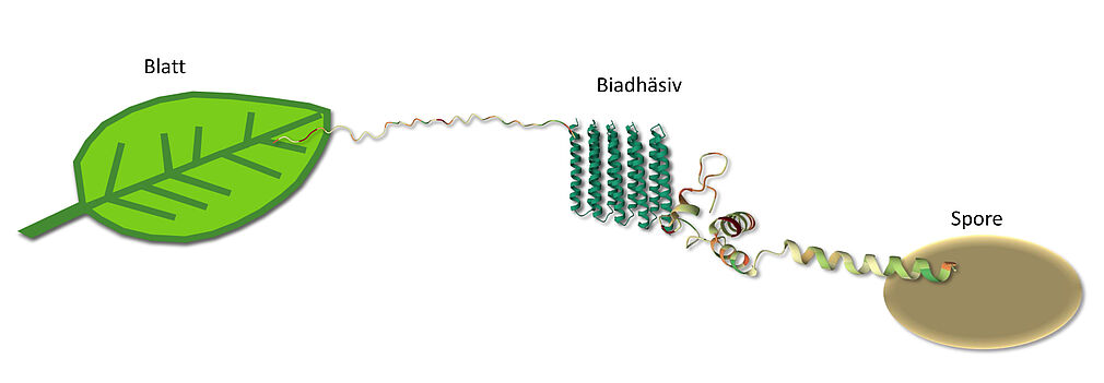 Blattschema. © Dietrich Stephan/JKI