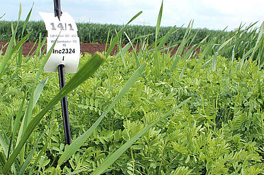 Winterharte Champagnerlinse (Lentillon de Champagne), hier mit Winterhartweizen als Stützfrucht. (© F. Germer/JKI)