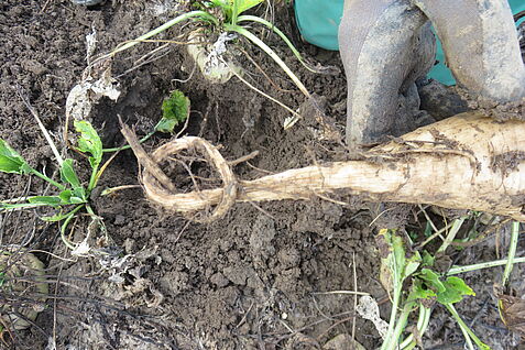 Ein Krankheitssymptom der SBR-Krankheit der Zuckerrübe sind die so genannten Gummirüben.