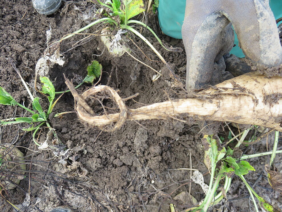 
	Ein Krankheitssymptom der SBR-Krankheit der Zuckerrübe sind die so genannten Gummirüben.
