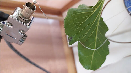 Versuchsaufbau Elektropenetrographie (EPG) bei der das Saugverhalten der Schilf-Glasflügelzikade (Pentastiridius leporinus) an Zuckerrübe untersucht wird. © B. Czarnobai/JKI