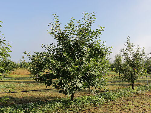 Ein grüner Baum steht unter blauem Himmel. Er scheint mit mehreren anderen Bümen systematisch angeordnet.