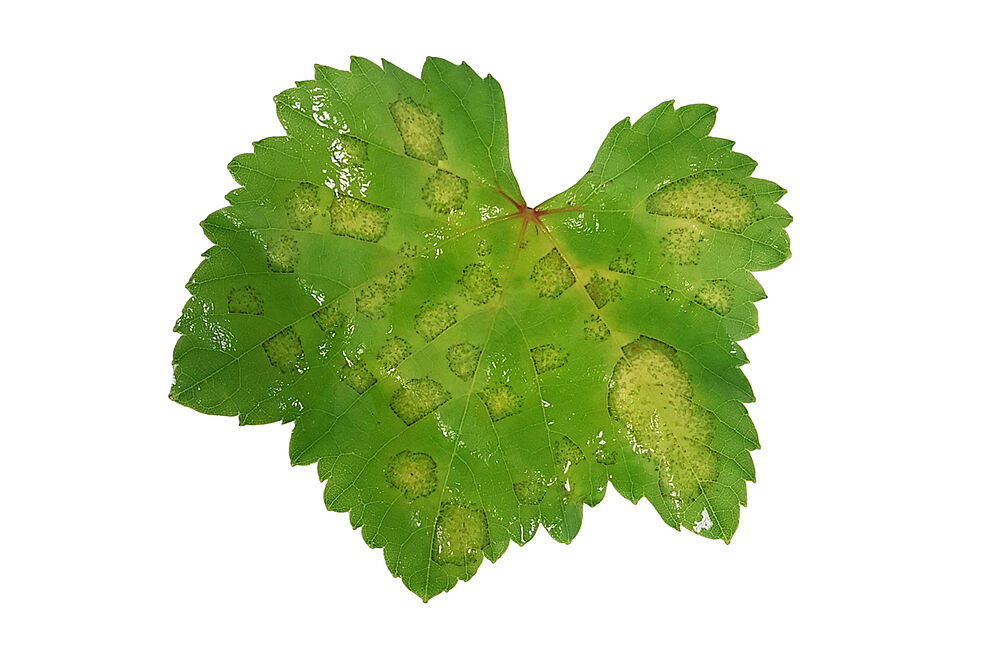 
	Symptome des Falschen Mehltaus (Plasmopara viticola) auf Weinblatt. ©Rauch/JKI
