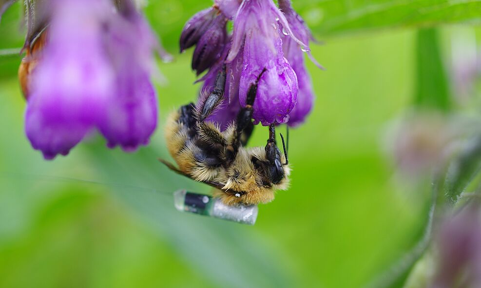 
	Mooshummel (Bombus muscorum) an Blüte auf dem Rücken wurde ein Peilsender zur Nachverfolgung befestigt. © H. Greil/JKI
