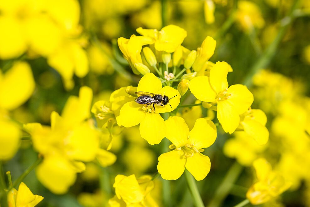 
	Ein Blütenbesucher im Rapsstreifen auf Versuchsflächen bei Schladen. ©J. Kaufmann/JKI
