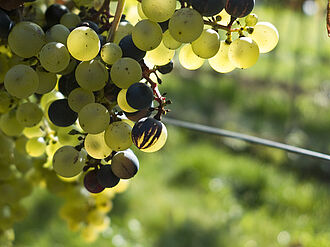 Zu sehen eine Traube mit Weinbeeren, die sowohl hell als auch dunkel sowie gestreift sind.