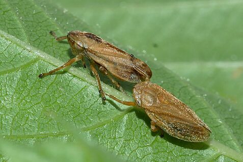 Die Wiesenschaumzikade Philaenus spumarius überträgt das auch für den Weinbau potenziell gefährliche Feuerbakterium Xylella fastidiosa. ©Michael Maixner/JKI