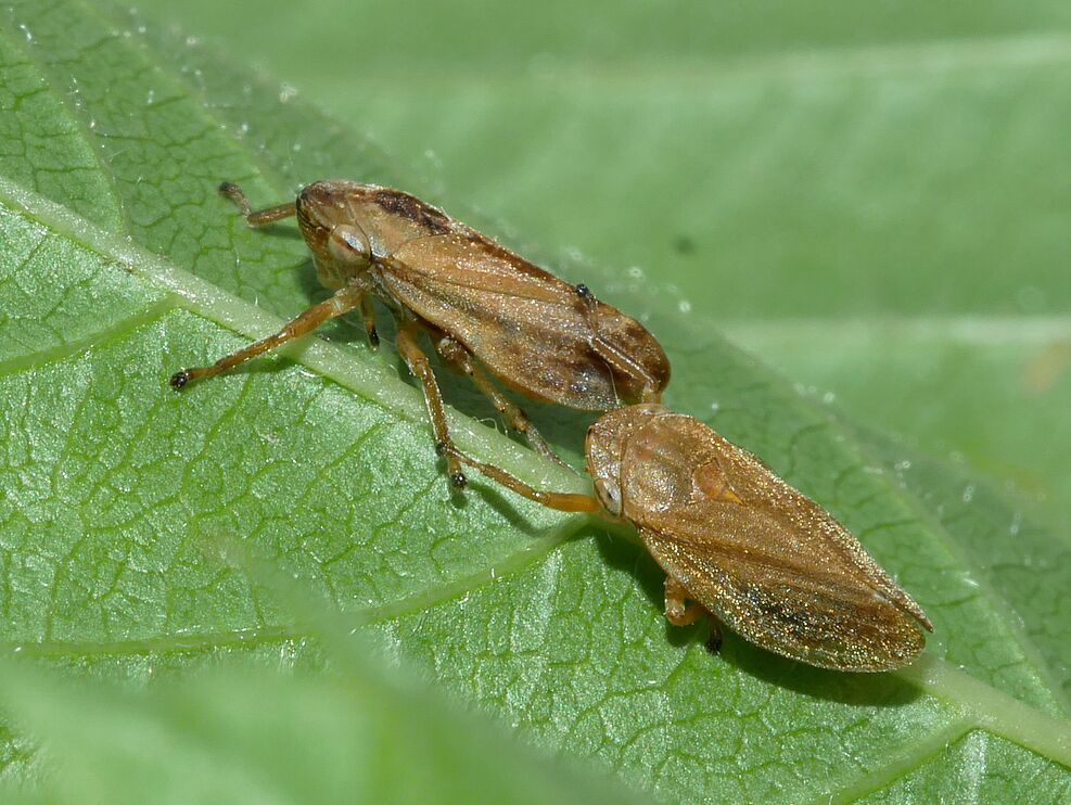 
	Die Wiesenschaumzikade Philaenus spumarius überträgt das auch für den Weinbau potenziell gefährliche Feuerbakterium Xylella fastidiosa. ©Michael Maixner/JKI
