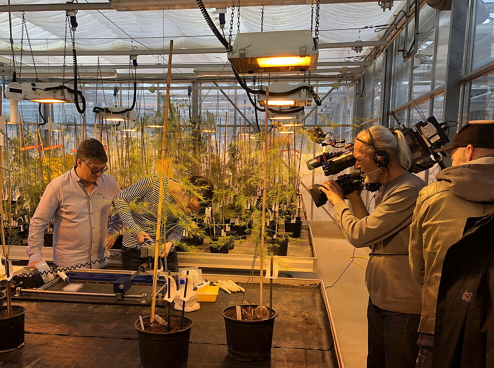 
	Dr. Thomas Nothnagel (JKI) erläutert WDR Moderator Sebastian Auer Auswirkungen des Virusbefalls © S. Hahn/JKI
