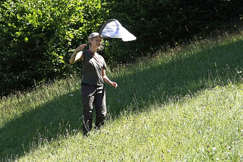 
	Bienenmonitoring: Keschern auf der Wiese.
