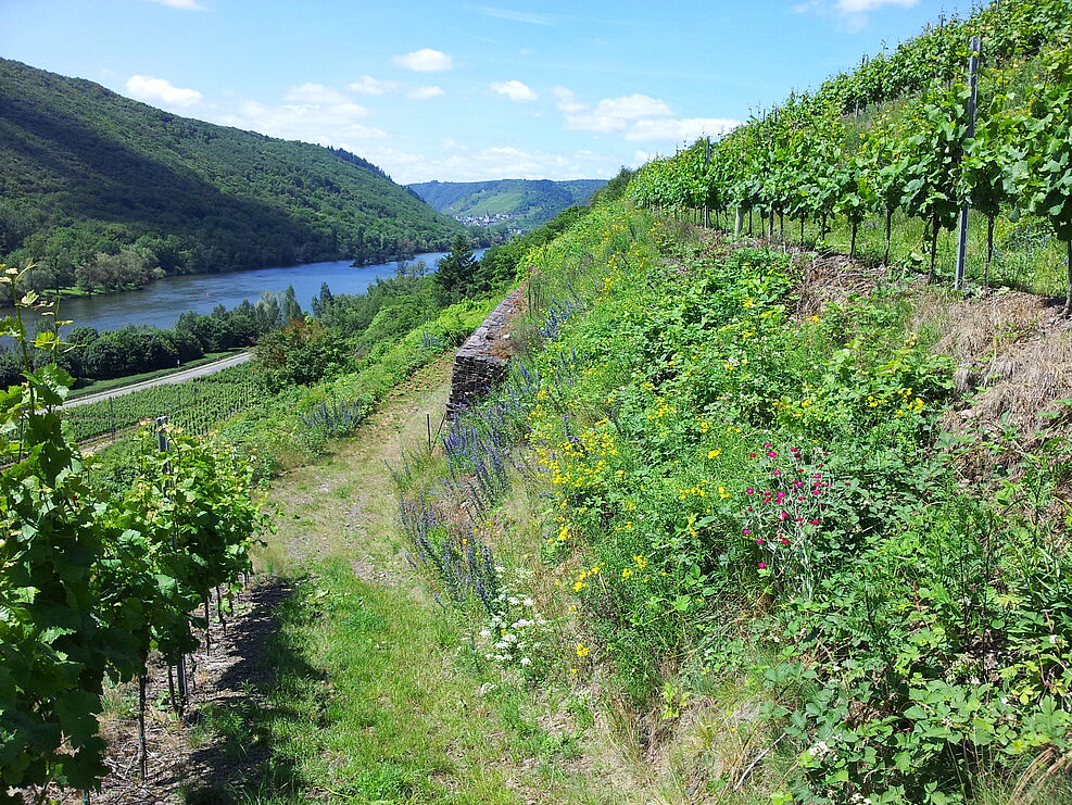 
	Neuartige Querterrassierung mit begrünten Böschungen an einem im Projekt untersuchten Weinberg am Standort Pommern. Foto: André Krahner/JKI
