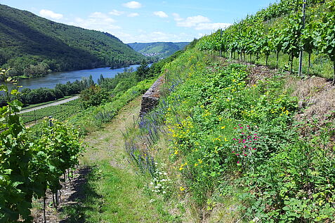 Neuartige Querterrassierung mit begrünten Böschungen an einem im Projekt untersuchten Weinberg am Standort Pommern. Foto: André Krahner/JKI