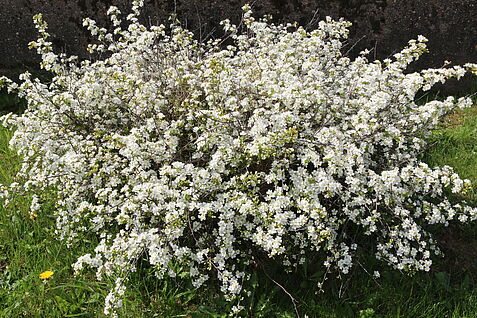 Steppenkirsche P.fruticosa. ©Wöhner/JKI