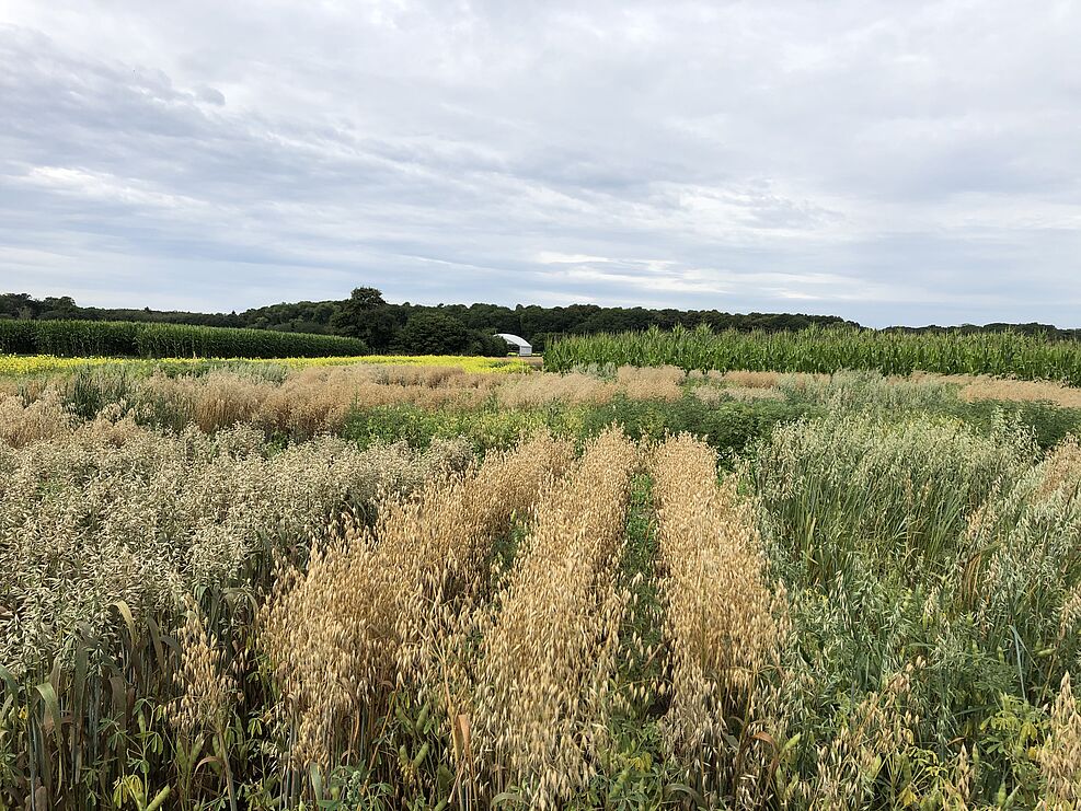 
	Das Projekt Cropdiva möchte wenig genutzten Kulturen wieder in der Anbaupraxis etablieren.
