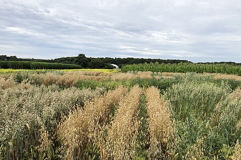 Das Projekt Cropdiva möchte wenig genutzten Kulturen wieder in der Anbaupraxis etablieren.