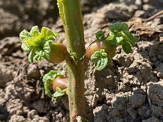 Mit SBR-Erreger infizierte Kartoffeln bilden sogenannte  Luftknollen aus.