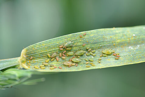 Die Gesamtbiomasse fliegender Insekten ist im Nordharz in den letzten Jahrzehnten deutlich zurückgegangen. Einige Pflanzenschädlinge profitieren jedoch. Im Bild: Große Getreideblattlaus, Sitobion avenae.