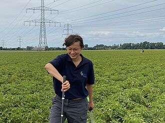 Projektmitarbeiterin Eva Therhaag auf Zikadenfang in Kartoffelfeld mit SBR-Befall.