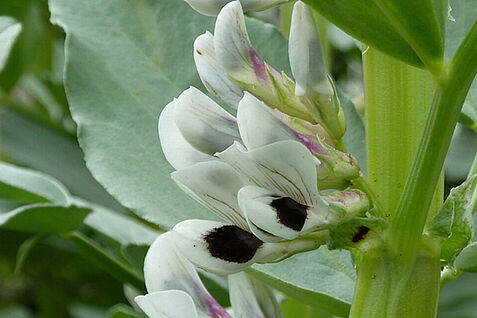 Die Ackerbohne leistet einen wichtigen Beitrag zur Diversifizierung enger, getreidelastiger Fruchtfolgen, muss jedoch züchterisch weiter optimiert werden. © C. Balko/JKI
