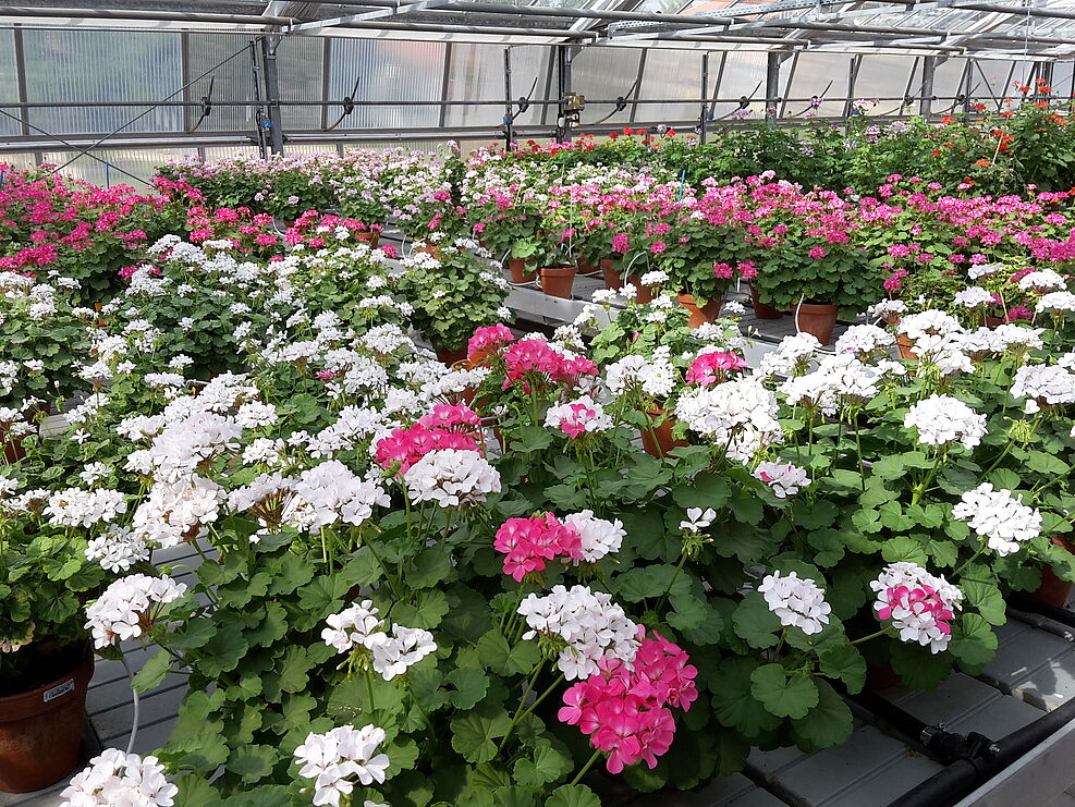 
	Pelargonium-Mutationssortiment "Kleiner Liebling" Deutsche Genbank Zierpflanzen (c) S. Plaschil/JKI
