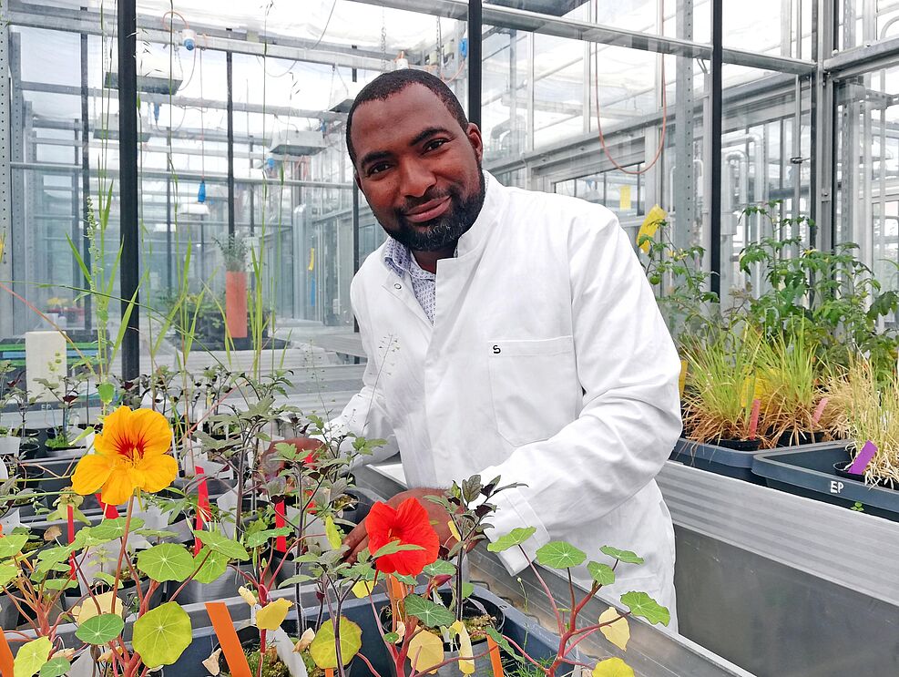 
	Dr. Sulaiman Abdulsalam - here still with his pretests on nasturtium and tomato.
