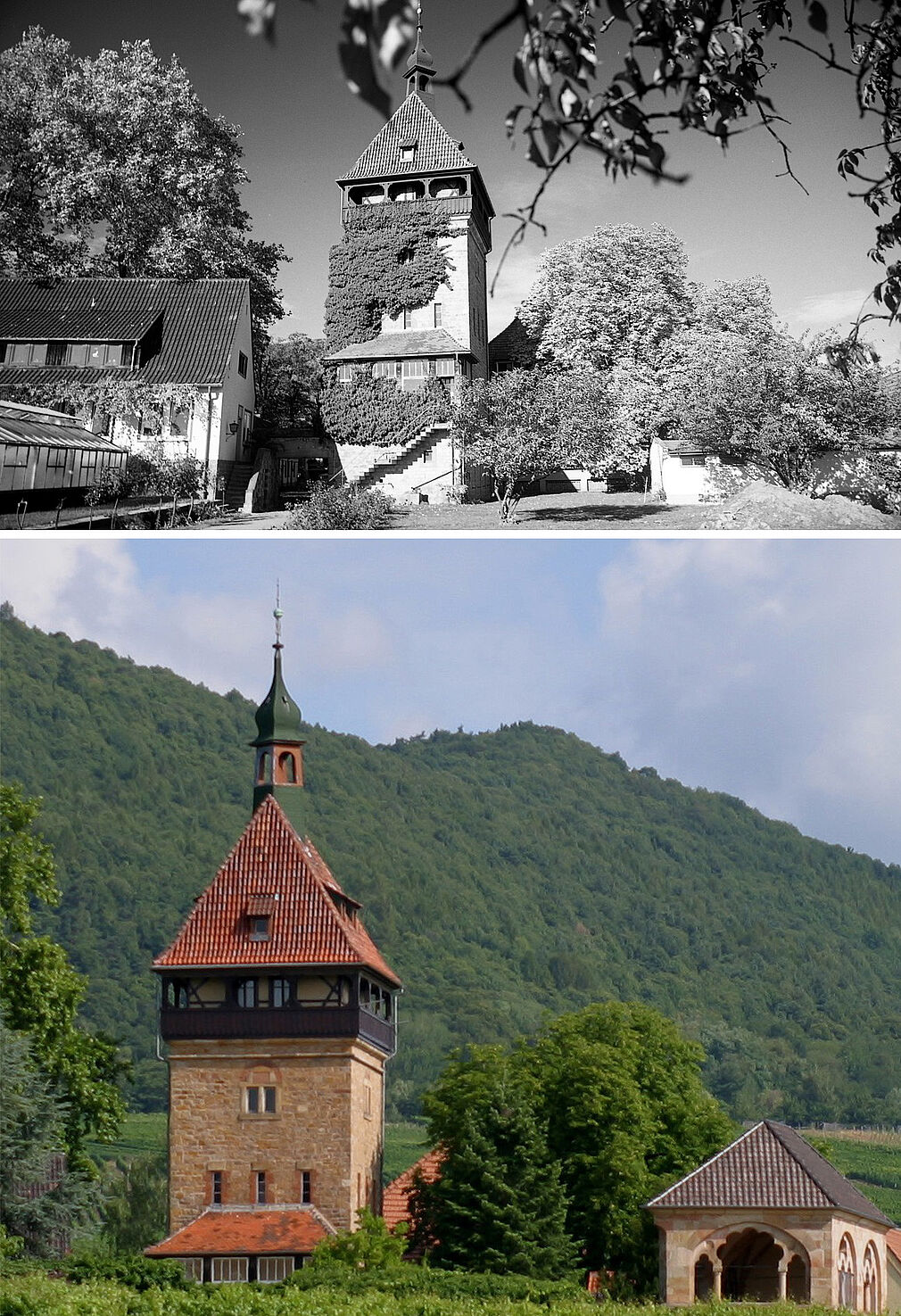 Der Turm gilt als charakteristisches und weithin sichtbares Wahrzeichen des Geilweilerhofs. Mitte der 1970er Jahre war er vom Efeu eingewachsen. Mehrfach wurde der Efeu zurückgeschnitten und gebändigt. Anfang der 2000er Jahre musste er dann endgültig weichen, weil er Schäden an der Bausubstanz verursachte. Fotos: © JKI-Archiv