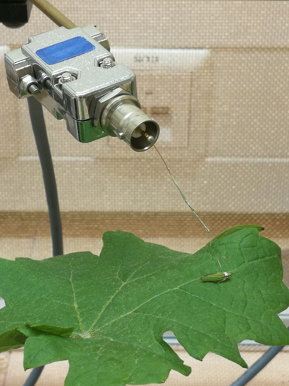 
	Eine Rhododendronzikade (Graphocephala fennahi) ist über einen Draht verbunden mit einem EPG-Messgerät. Sticht sie das Weinblatt an, auf dem sie sitzt, fließt Strom. Das dabei entstehende Wellenmuster erlaubt Rückschlüsse auf Fraßaktivität. ©Anna Markheiser/JKI
