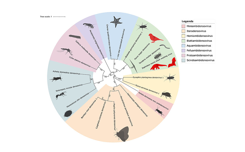 
	Phylogenetic classification of metagenomically classified densoviruses as Tenebrio molitor densovirus.
