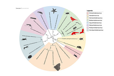 Phylogenetic classification of metagenomically classified densoviruses as Tenebrio molitor densovirus.