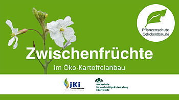 Informationsvideo zu geeigneten Zwischenfrüchten im Kartoffelanbau
