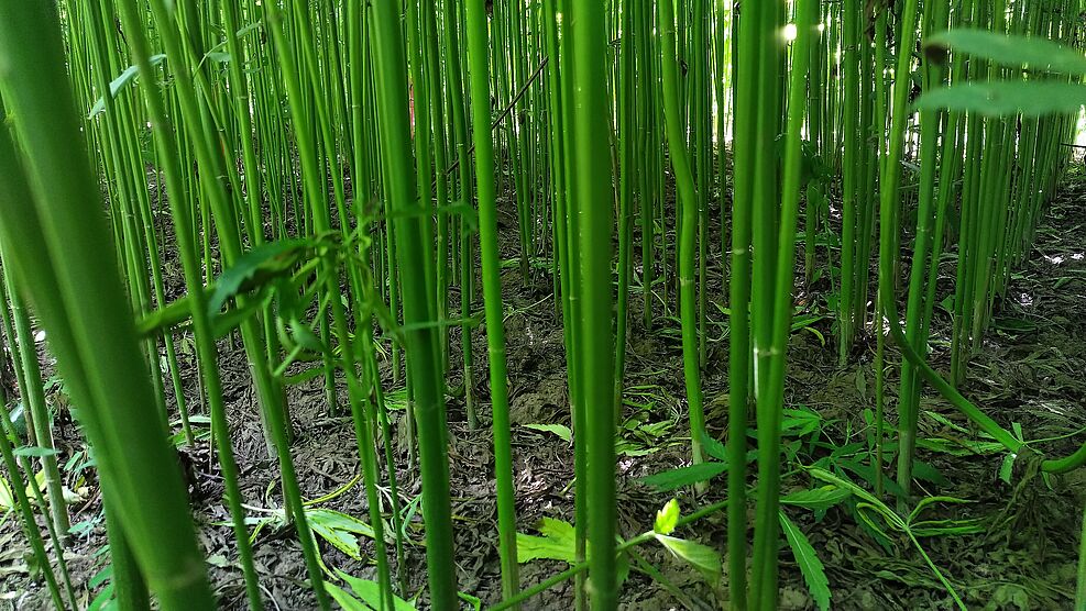 
	In den dichten Beständen bleibt nur wenig Licht für Beikräuter. © Jorita Krieger/JKI
