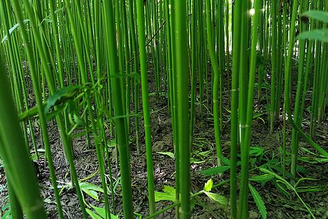 In den dichten Beständen bleibt nur wenig Licht für Beikräuter. © Jorita Krieger/JKI