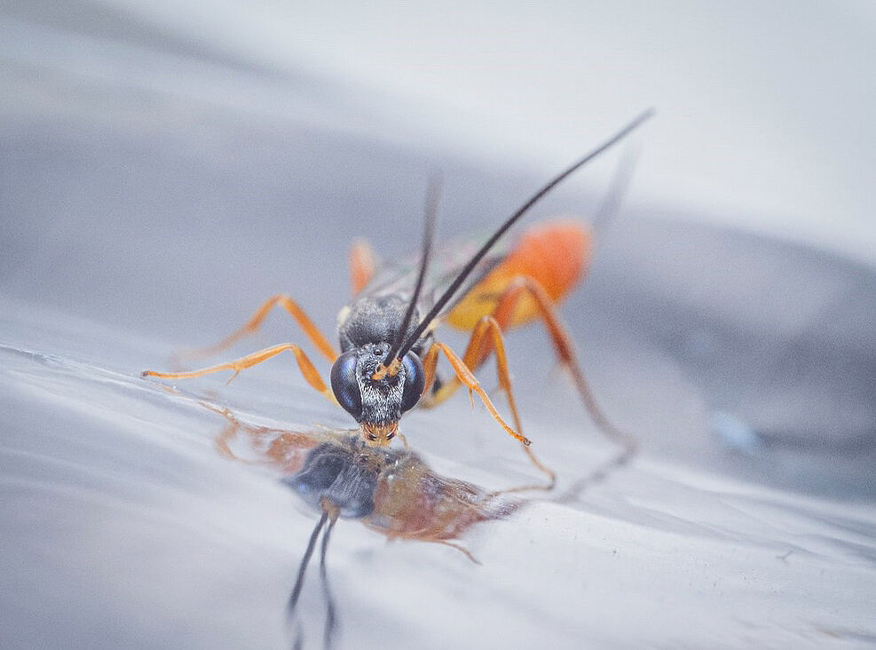 
	Eriborus sp. adultes Tier. © Maximilian Pink, JKI
