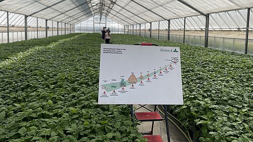 Die NORIKA GmbH verdeutlichte, wie lange es dauert, bis eine neue Kartoffelsorte auf den Markt kommen kann. © S. Barnert/JKI