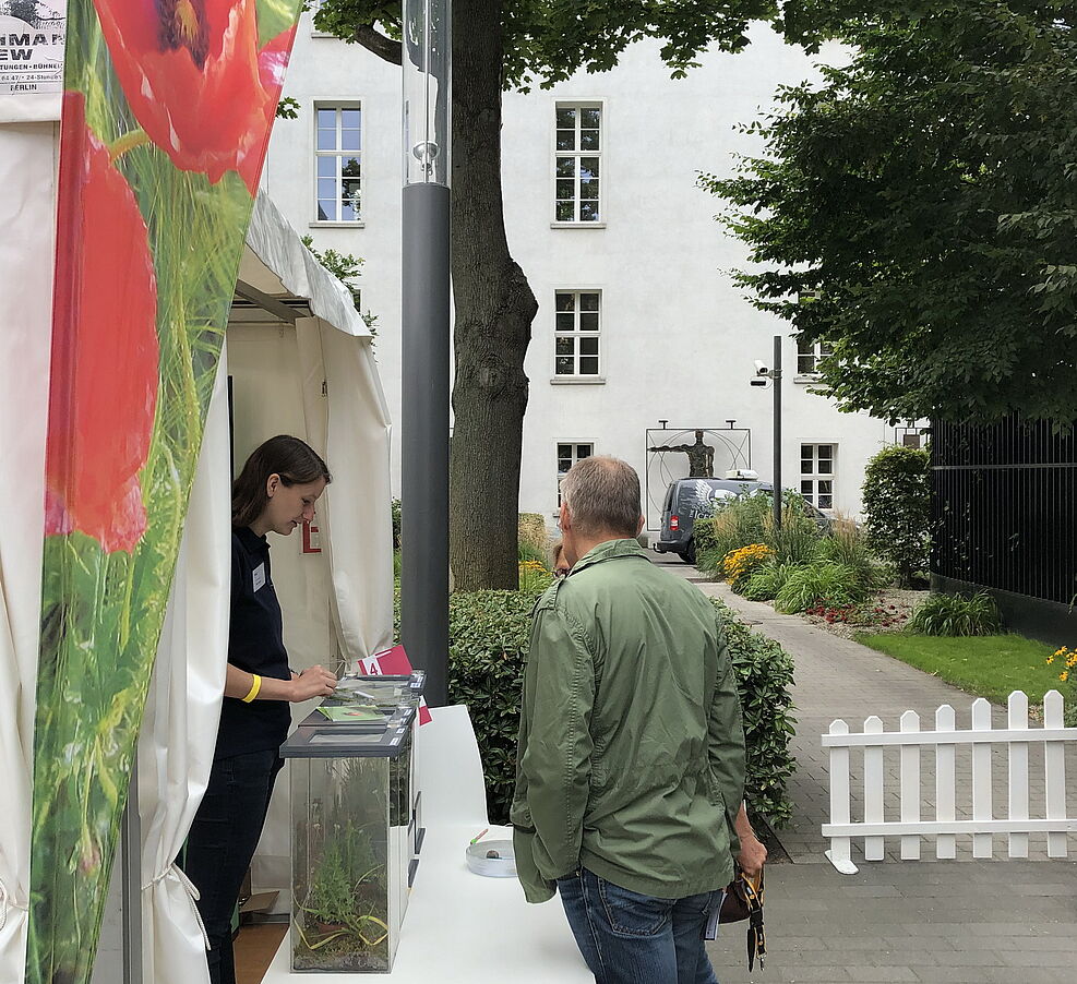 
	Schaukästen von Blattlausfressenden Nützlingen © S.Hahn/JKI
