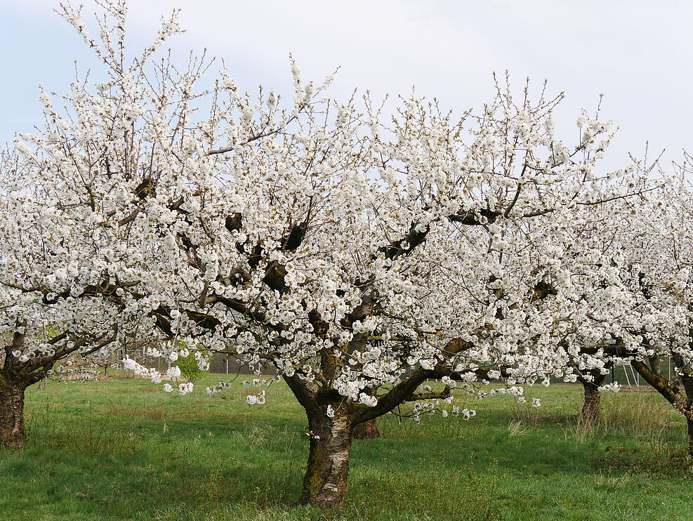 
	1978 gepflanzte Kirschen Hochstammanlage am Standort Dossenheim in Vollblüte. ©Jelkmann/JKI
