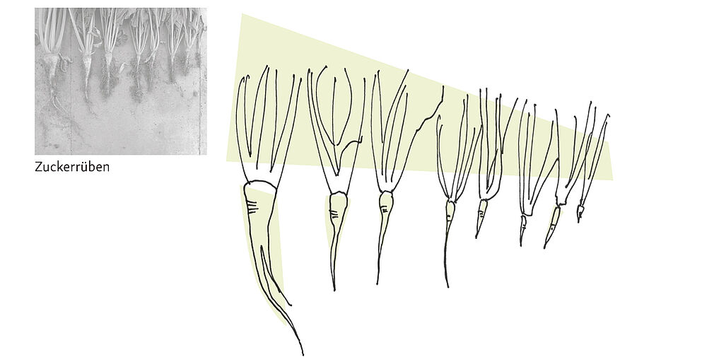 © Dörte Wähner, info@doma.de | Zuckerrüben