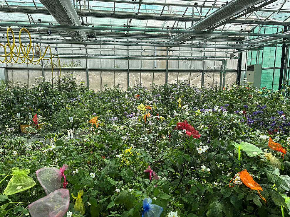 
	Die in der deutschen Kartoffelgenbank des IPK Genbank in Groß Lüsewitz eingelagerten Akzessionen beeindrucken durch ihre Vielfalt. Im Projekt POMORROW wird in dem Genpool nach genetischen Varianten gesucht, um künftige Kartoffelsorten noch klimaresilienter und leistungsfähiger zu machen. © GFPi.
