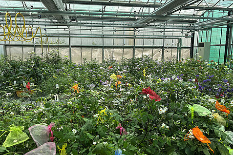 Die in der deutschen Kartoffelgenbank des IPK Genbank in Groß Lüsewitz eingelagerten Akzessionen beeindrucken durch ihre Vielfalt. Im Projekt POMORROW wird in dem Genpool nach genetischen Varianten gesucht, um künftige Kartoffelsorten noch klimaresilienter und leistungsfähiger zu machen. © GFPi.