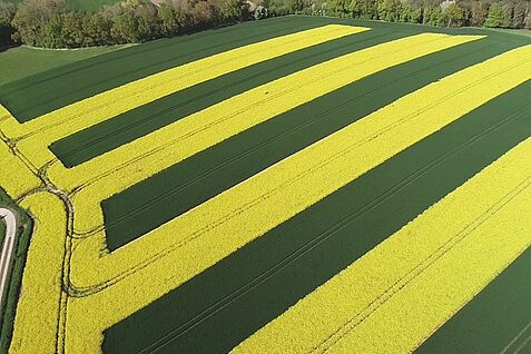 [Translate to Englisch:] Drohnenaufnahme von Versuch Streifenanbau mit Raps und Weizen auf Praxisbetrieb Nähe Seesen. ©G. Breustedt/Uni Kiel