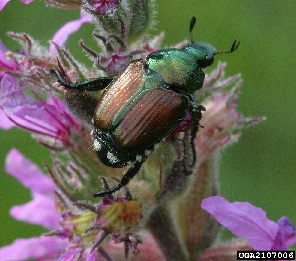 
	Japankäfer (Popillia japonica) mit charakteristischen weißen Haarbüscheln unten und hinten. © Cappaert/Bugwood.org
