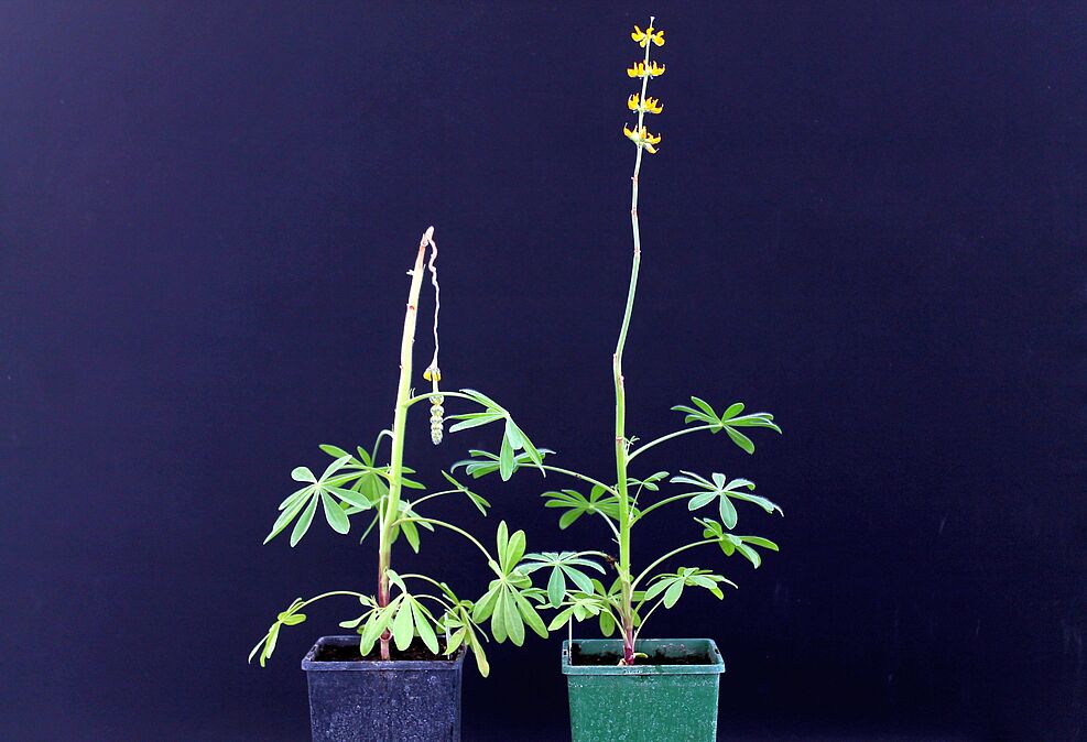 
	Eine anfällige (links) und eine resistente Lupine zehn Tage nach Inokulation mit Colletotrichum lupini.
